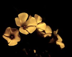 Tapeta Nature Flowers 541.jpg